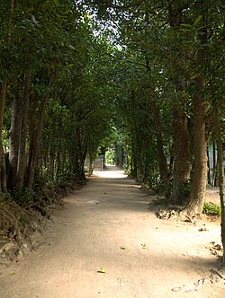 フクギ並木 (本部町備瀬)