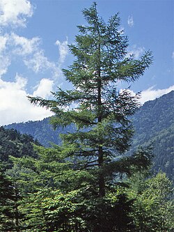 カラマツ (赤石山脈)