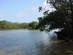 マングローブ (石垣島宮良川)